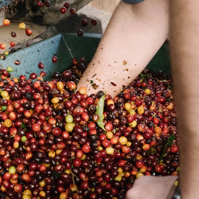 수확한 커피 체리를 가득 담은 수조에 팔을 넣어 뒤집으며 선별하는 모습